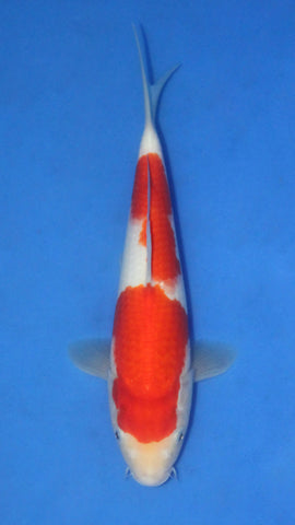 KOHAKU 25CM
