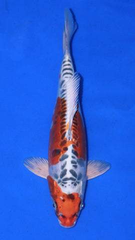 BENI KIKOKURYU 33CM