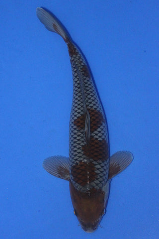 OCHIBA 37CM
