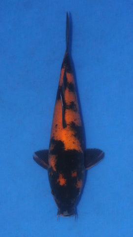 HI UTSURI 32CM