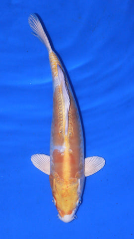 DOISTU HARIWAKE 31CM