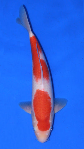 KOHAKU 34CM