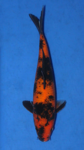 HI UTSURI 25CM