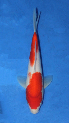 KOHAKU 26CM