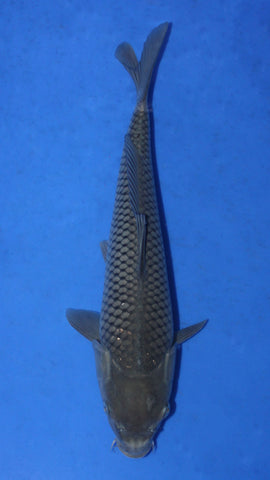 SHORAGOI 38CM