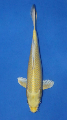 YAMABUKI OGON 25CM