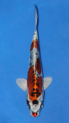 BENI KIKOKURYU 23CM