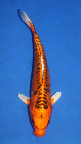 BENI KIKOKURYU 27CM