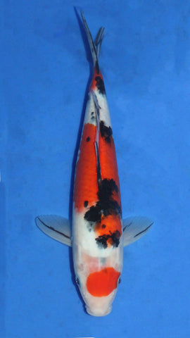 MARUTEN SANKE 27CM