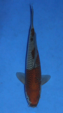 OCHIBA 28CM