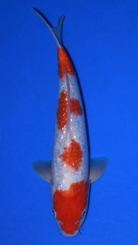 GIN RIN KOHAKU 31CM