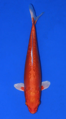 DOISTU ORANGE OGON 29CM