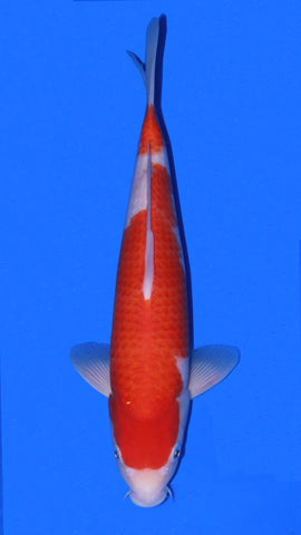 KOHAKU 25CM