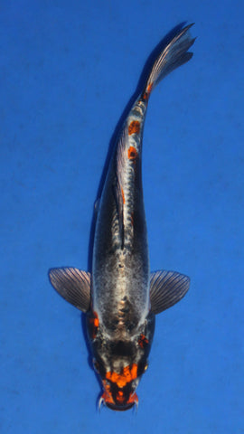 BENI KUMONRYU 27CM