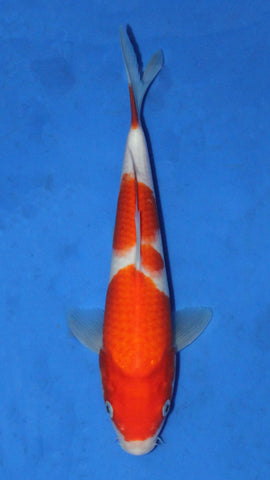 KOHAKU 27CM