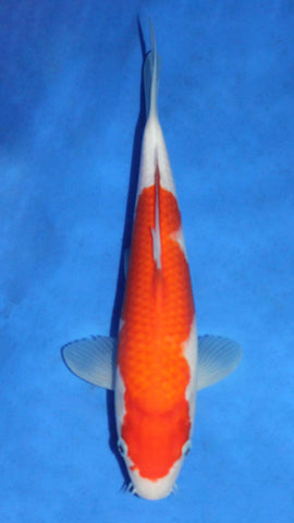 KOHAKU 30CM