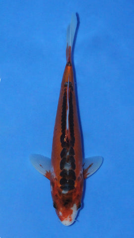 SHUSUI 23CM