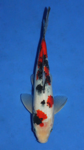 SANKE 27CM