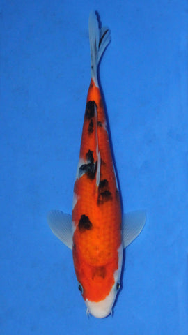 SANKE 25CM