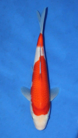 KOHAKU 25CM