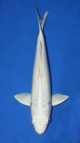PLATINUM OGON 27CM