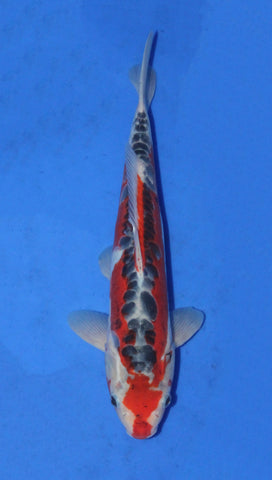 SHUSUI 31CM