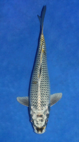 SILVER NEZU OGON 30CM