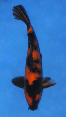 HI UTSURI 24CM