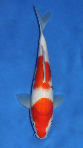 KOHAKU 31CM