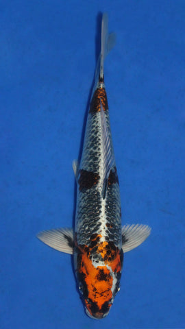 KUJAKU 27CM