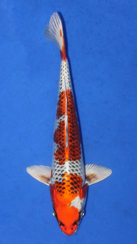 KUJAKU 32CM