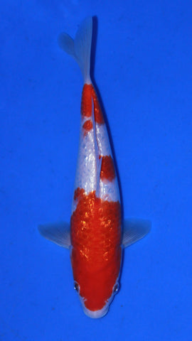 GIN RIN KOHAKU 25CM
