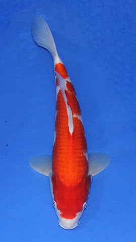 KOHAKU 36CM