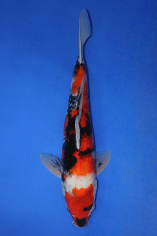SHOWA 38CM