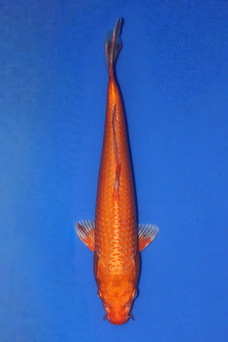 ORANGE OGON 33CM