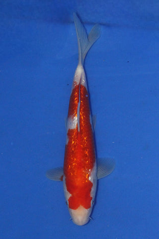 GIN RIN KOHAKU 27CM