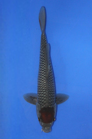 TANCHO OCHIBA 34CM