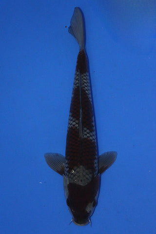 OCHIBA 38CM