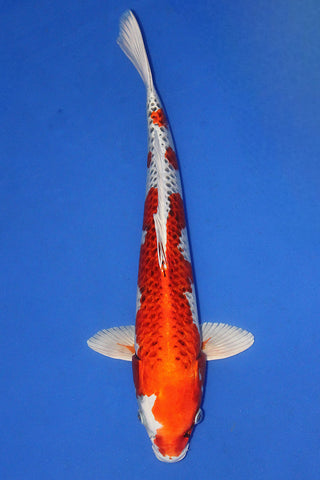 KUJAKU 48CM