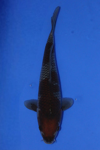 OCHIBA 36CM