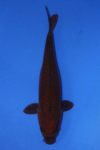 CHAGOI 43CM