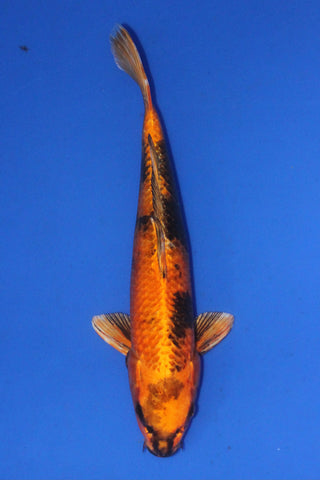 KIN UTSURI 34CM