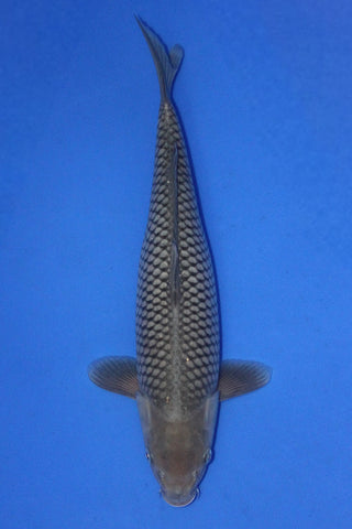 SHORAGOI 40CM