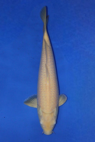 KARASHIGOI 38CM