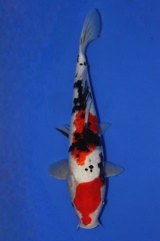 SANKE 35CM