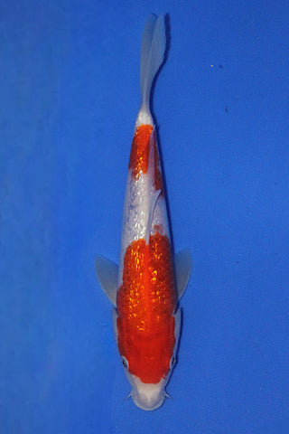 GIN RIN KOHAKU 28CM