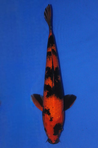 HI UTSURI 38CM