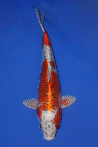 KUJAKU 35CM