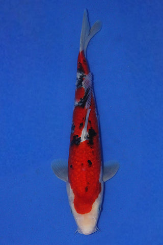 SANKE 35CM
