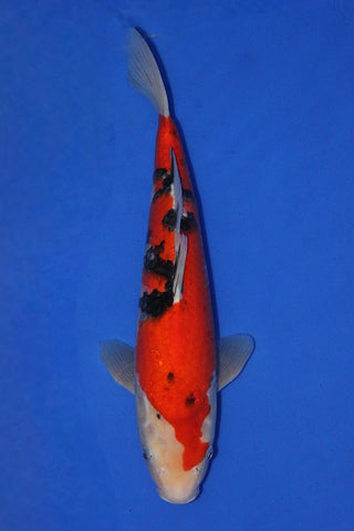 SANKE 36CM
